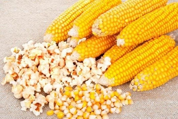 На Київщині затримали вантаж кукурудзи для попкорну, зараженої карантинним захворюванням