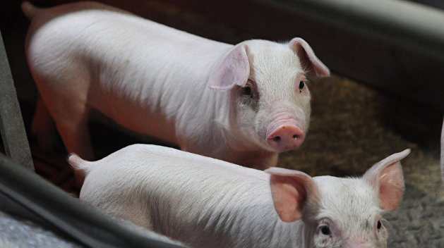 В Україні триває проект із протидії поширенню африканської чуми свиней