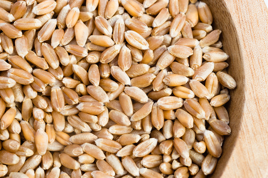 Врожай австралійської пшениці в майбутньому році збільшиться на 23% – експерти