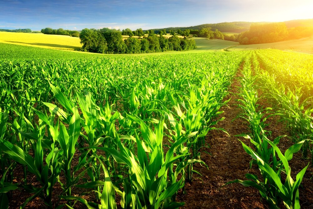 В Укргідрометцентрі розповіли про вплив спекотної погоди на вегетацію пізніх зернових культур