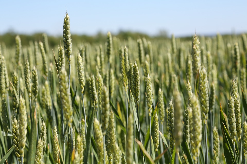 Жнива-2019: Майже всі області приступили до збирання ранніх зернових культур