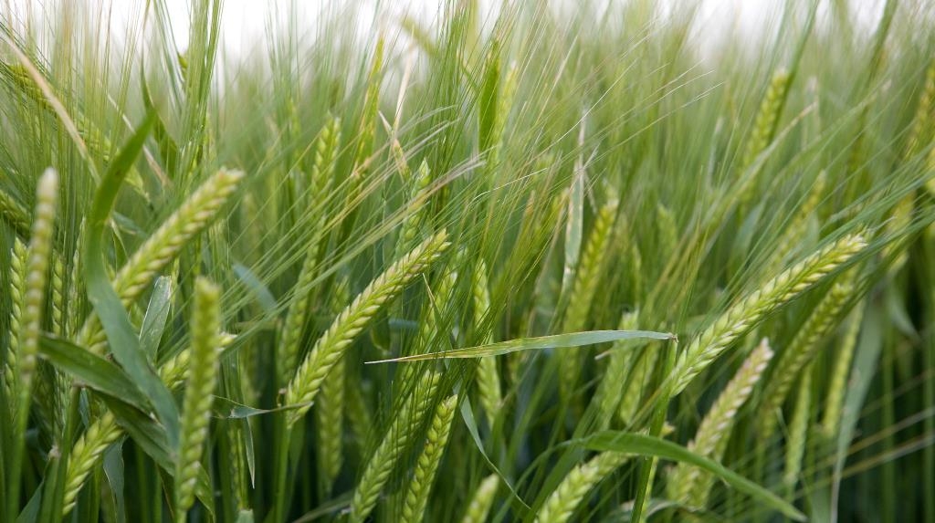 В кінці червня в Україні тривало прискорене дозрівання зерна ранніх зернових