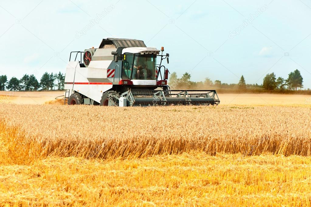 Жнива-2019: В Україні зібрано понад 13 млн тонн зерна