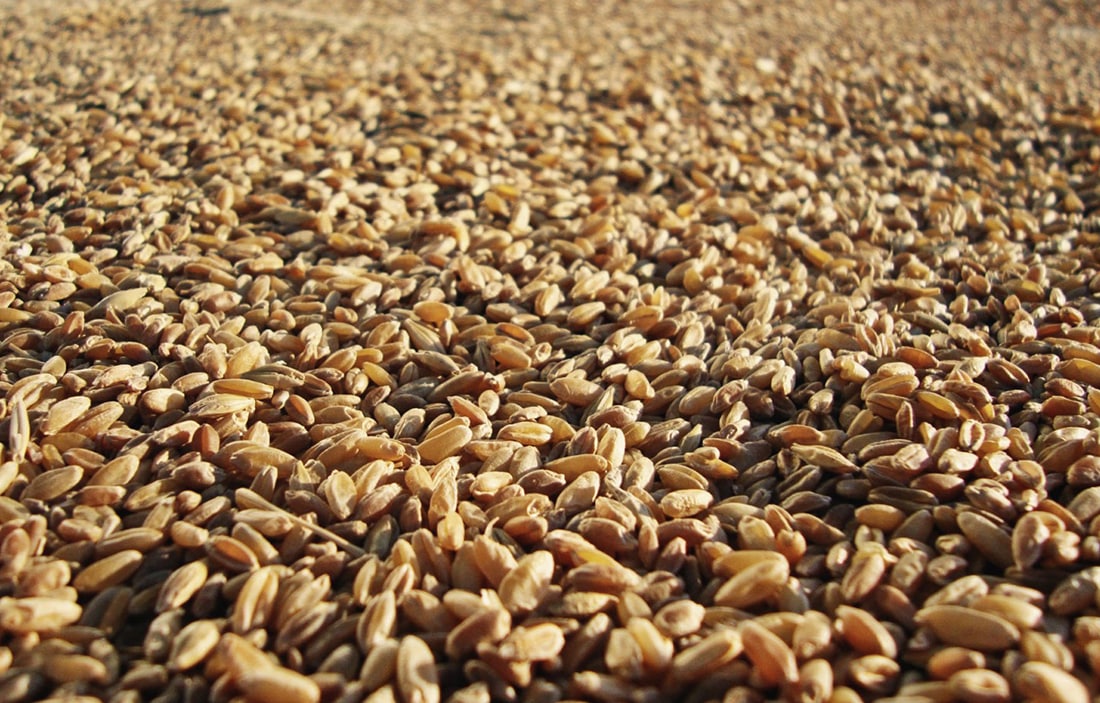 ОПИТУВАННЯ-Експорт пшениці з РФ, України та Казахстану зросте на 4% в сезоні 2019/20