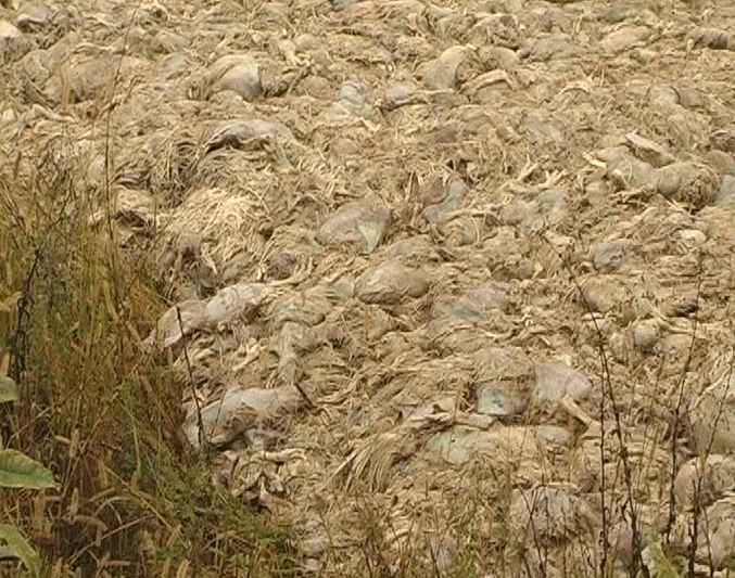 На Прикарпатті екологічне лихо – рештки курей забруднили 10 га земель