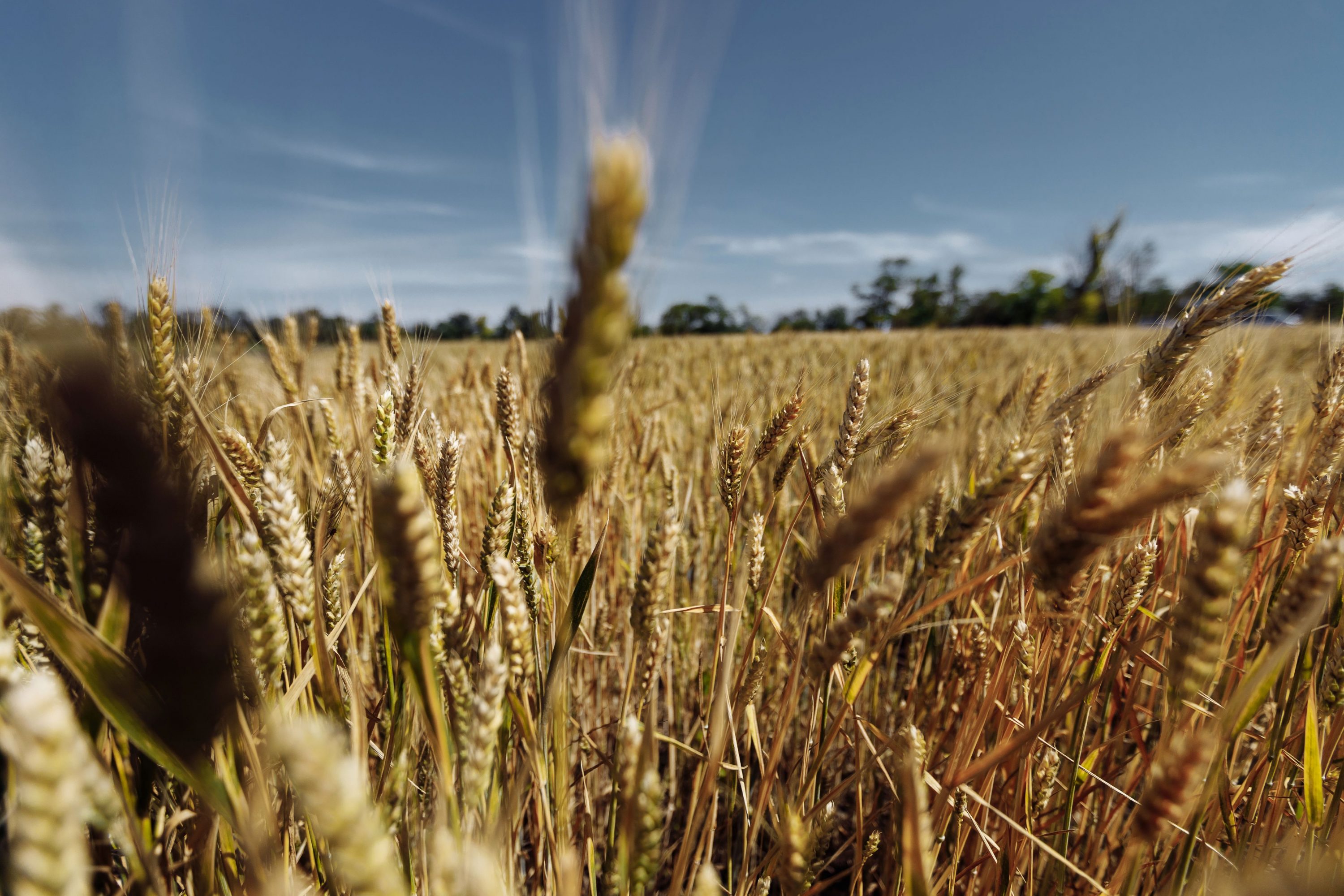 Прогноз врожаю пшениці в Євросоюзі знижений