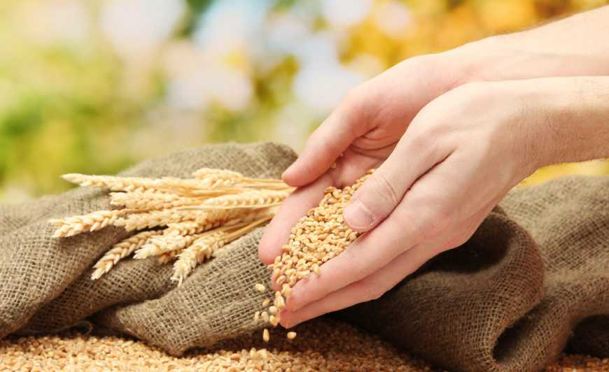 Жнива-2019: В Україні зібрано 19,7 млн тонн зерна нового врожаю
