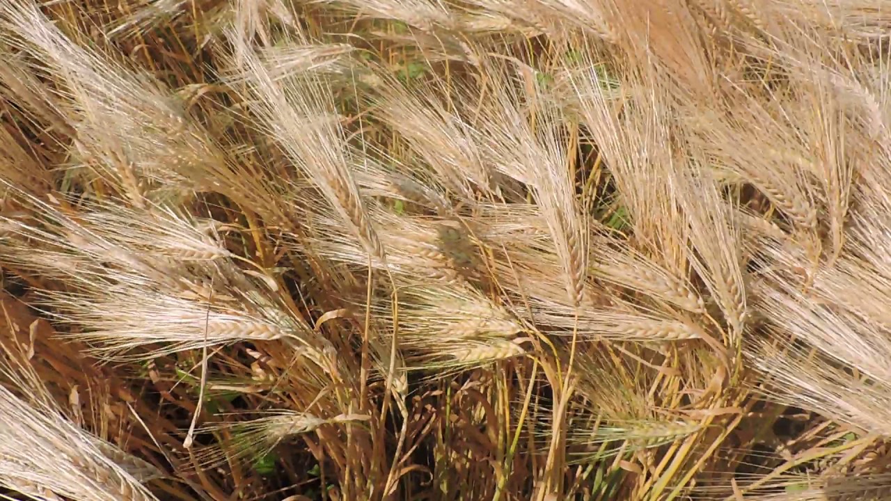 Жнива-2019: В Україні вже зібрали зерна з понад 6 млн га площі