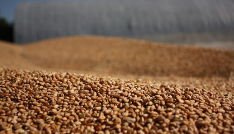 Жнива-2019: В Україні зібрано 23,5 млн тонн зерна нового врожаю