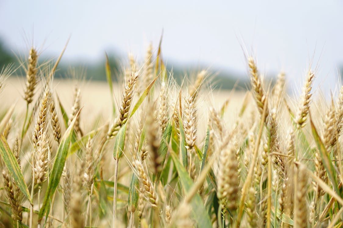 Жнива-2019: В Україні зібрано зерна з понад 7,2 млн га площі