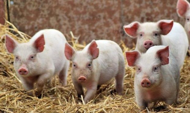 АЧС продовжує впливати на світовий ринок свинини