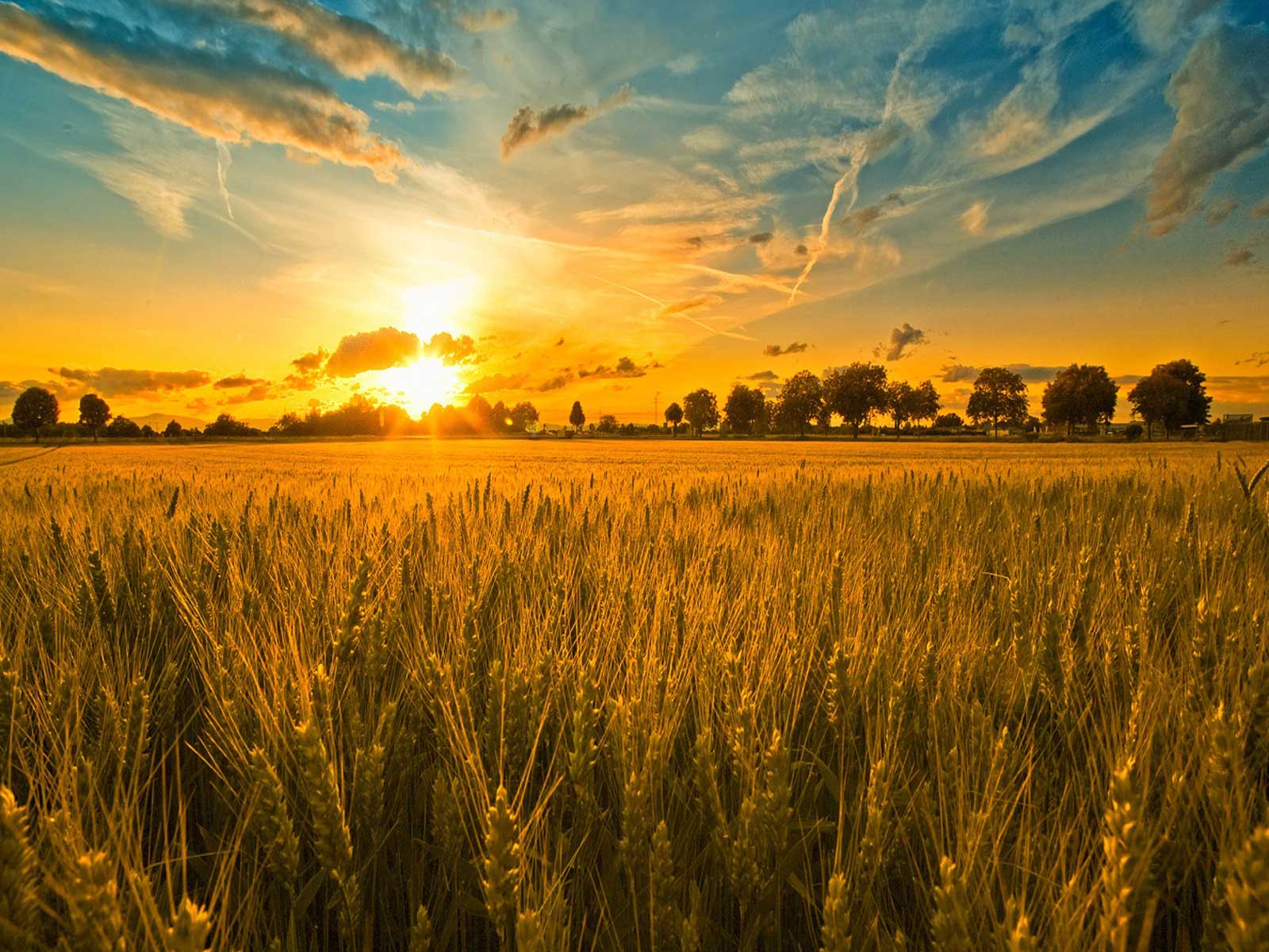 Жнива-2019: В Україні зібрано майже 32 млн тонн зерна нового врожаю