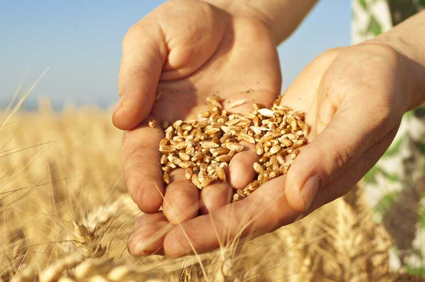 Жнива-2019: В Україні зібрано зерна з площі 9,4 млн га