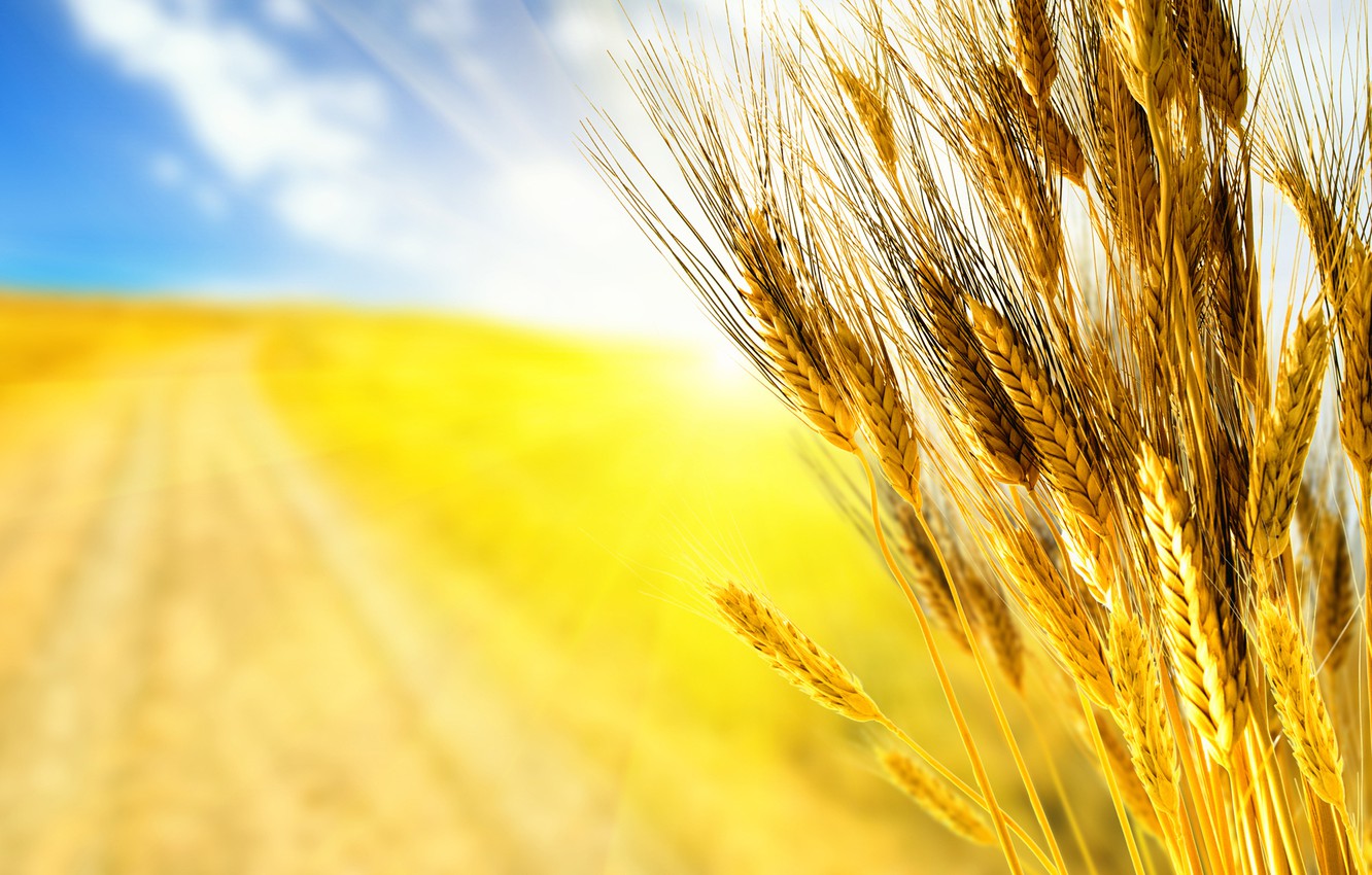 Жнива-2019: В Україні зібрано майже 37 млн тонн зерна