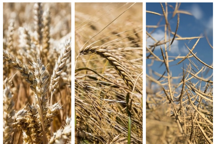 УЗА переглянула прогнози виробництва та експорту зернових та олійний у поточному сезоні