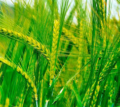 Прогноз мирового производства пшеницы в 2019/20 МГ увеличен на 5%