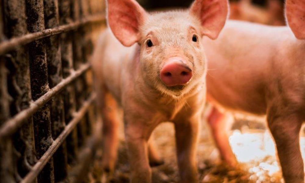 За останні роки кількість знищеного поголів'я свиней через АЧС зменшилася двічі