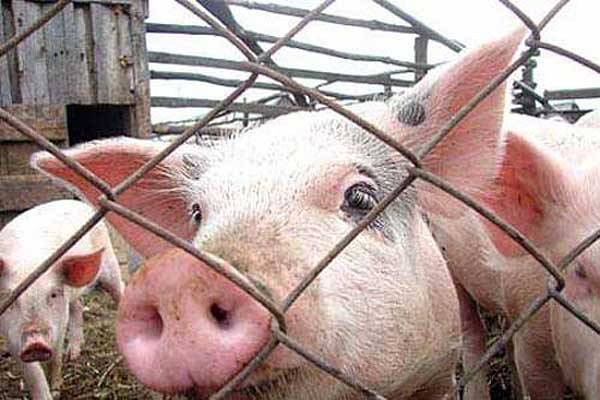 Близько 170 тис. свиней в Україні знищено у 2019 році через АЧС