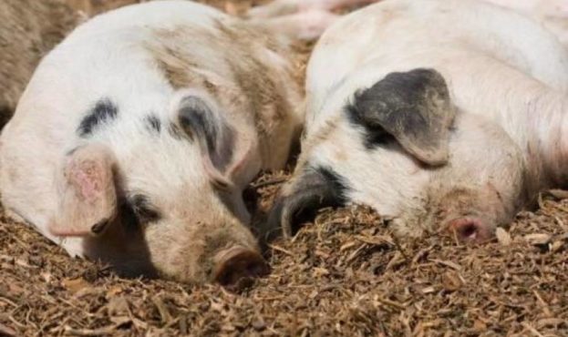 На Миколаївщині на трасі виявили 10 туш свиней, померлих від АЧС