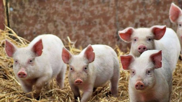 Білорусь закриває кордон львівській свинині та свиням