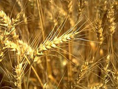 IGC: Чи варто очікувати скорочення виробництва кукурудзи в світі на 29 млн тонн?