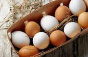 «Авангард» за півроку суттєво збільшив виробництво і експорт українських яєць