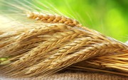 Україна експортувала 10 млн т зернових