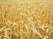 Україна – найбільший постачальник пшениці до ЄС, – аналітики