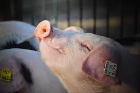 Галичина-Запад утилизировала более 72 тыс. свиней из-за АЧС