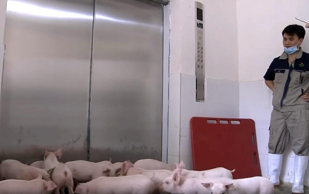 Субсидії для свинарів запроваджують у Китаї