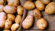 Імпорт з Білорусі гальмує зростання цін на картоплю в Україні
