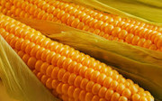 Україна входить до ТОП-5 країн Європи за площами насінницьких посівів кукурудзи