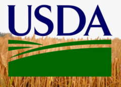 USDA: через літню посуху знизило світові прогнози виробництва зернових