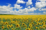 Прогноз виробництва соняшнику в Україні та світі підвищено — аналітики