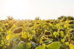 Аграрії Черкащини та Вінниччини лідирують за врожайністю соняшника
