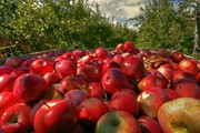 Україна потрапила до ТОП-20 країн, які збільшили експорт свіжих яблук
