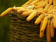 Україна на 40% збільшила експорт кукурудзи