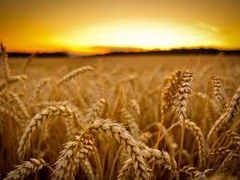 Жнива-2019: В Україні зібрано 70% зерна