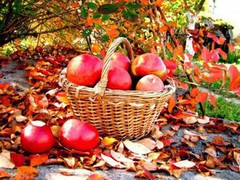 В Україні впадуть ціни на яблука