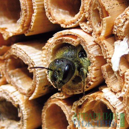 Навіщо фермерам мікрозаповідники для диких бджіл