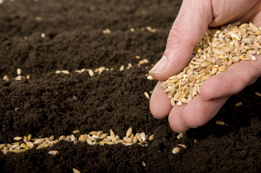 Жнива-2019: В Україні зібрано понад 49 млн тонн зерна