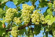 Миколаївські виноградарі зібрали менший урожай, але кращої якості
