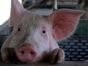 В Україні довелося знищити близько 300 тис. голів свиней через АЧС