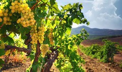 На Херсонщині знизився врожай винограду через посуху