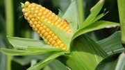 Кукурудза може давати хорошу врожайність у будь-якій сівозмінній позиції