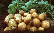 Професійні господарства зібрали на 20% менше картоплі
