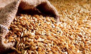 Експорт зерна з України перевищив 17,5 млн тонн