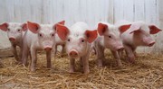 В Україні скоротилося поголів’я свиней