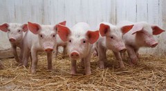 В Україні скоротилося поголів’я свиней