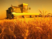На Дніпропетровщині зібрали рекордний за роки незалежності врожай